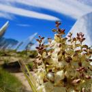 a flowering mojave yucca in the foreground surrounded by solar panels