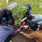 Bird eye view of five individuals planting a tree on campus