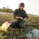 Undergraduate student examines eelgrass outside in Tomales Bay.