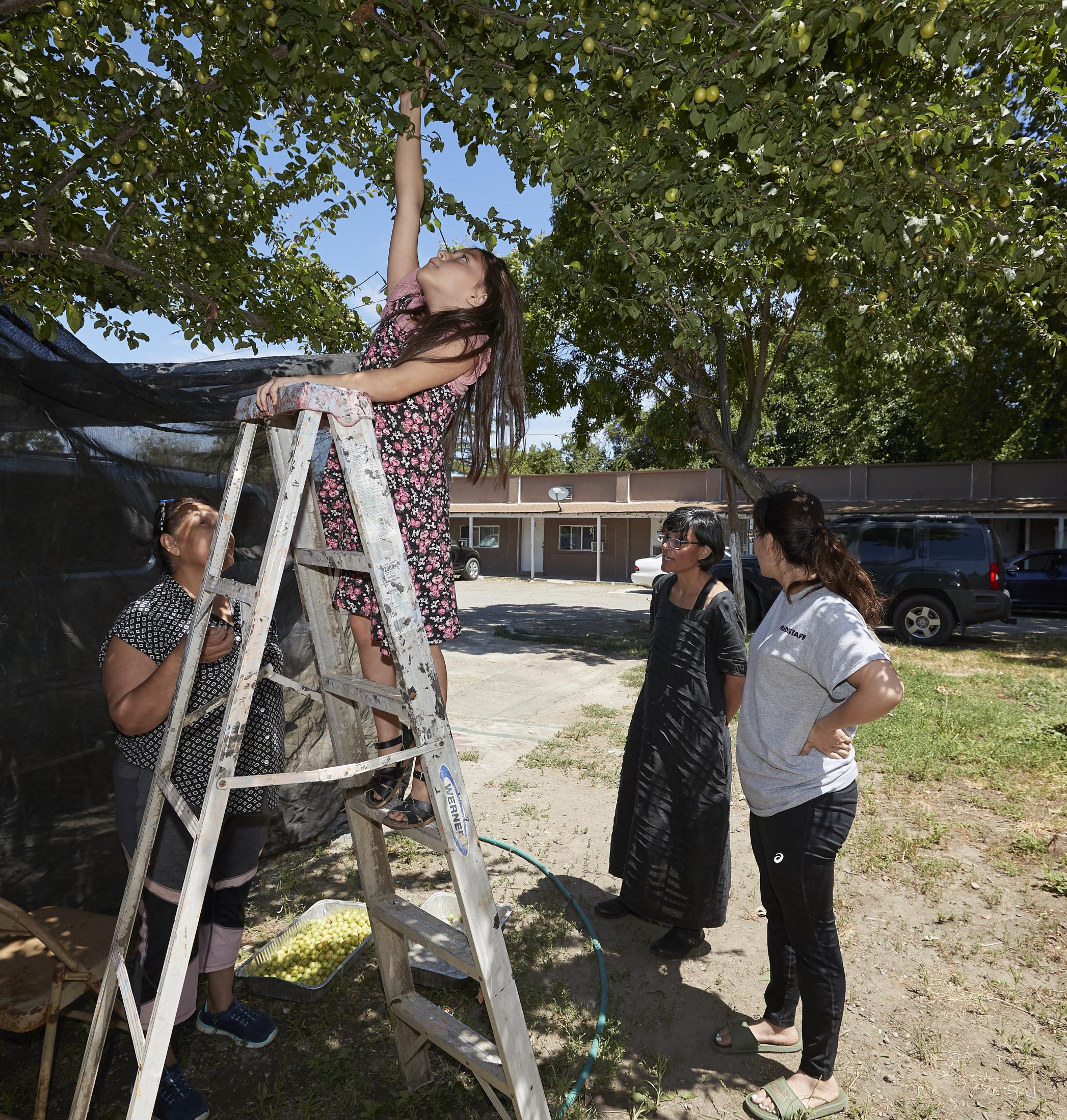 girl standing on ladder to pick fruit while three other woman watches her