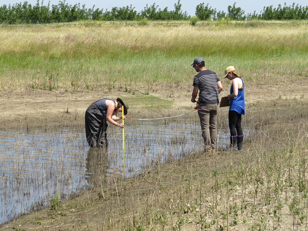 three students standing in a creek measuring water levels 