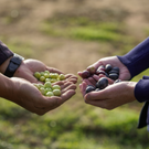 two people reach out both of their hands facing one another with olives in both palms