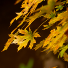 Yellow leaves. Autumn colors have come to campus with the winter rains.