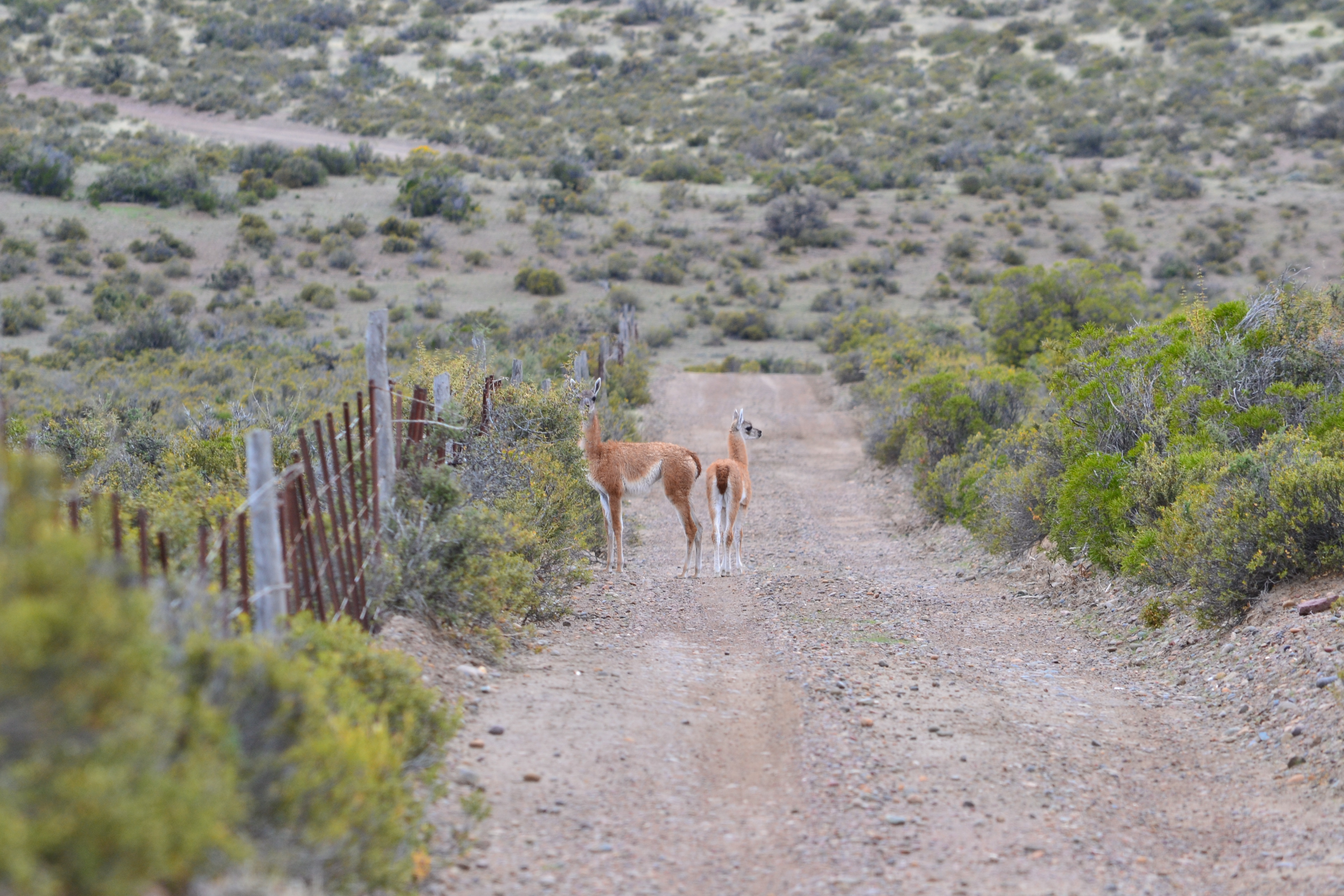 Two guanacos standing in the middle of a dirt road