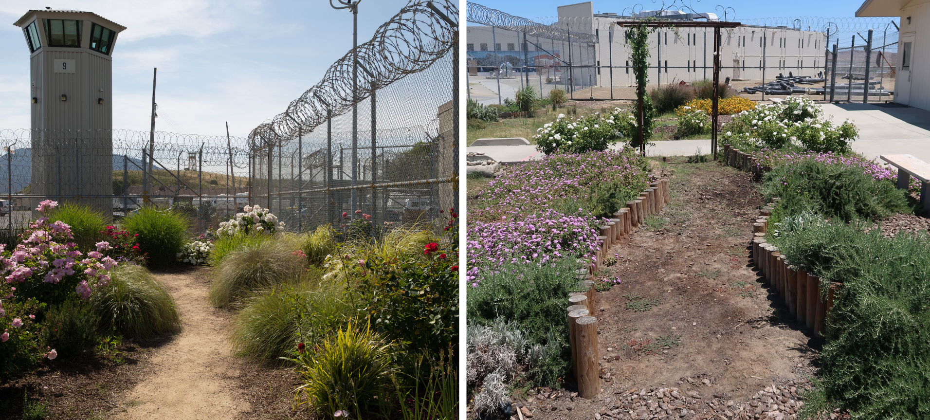 Two photos of Insight Garden Project gardens. On the left, is the garden at San Quentin, with blooming shrubs framing a dirt path. An observation tower stands behind the garden, which is surrounded by 10 foot chain-link fence topped with razor wire. On the right, is the garden at Avenal, with blooming shrubs framing a dirt path ending with a vine-covered archway. A cell block stands behind the garden, which is surrounded by 10 foot chain-link fence topped with razor wire.