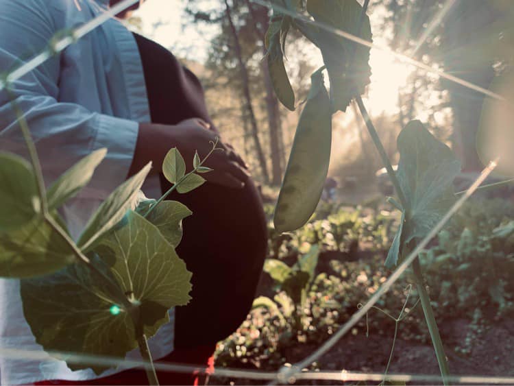 a pregnant woman's stomach seen through a fence with vegetables growing in the foreground)