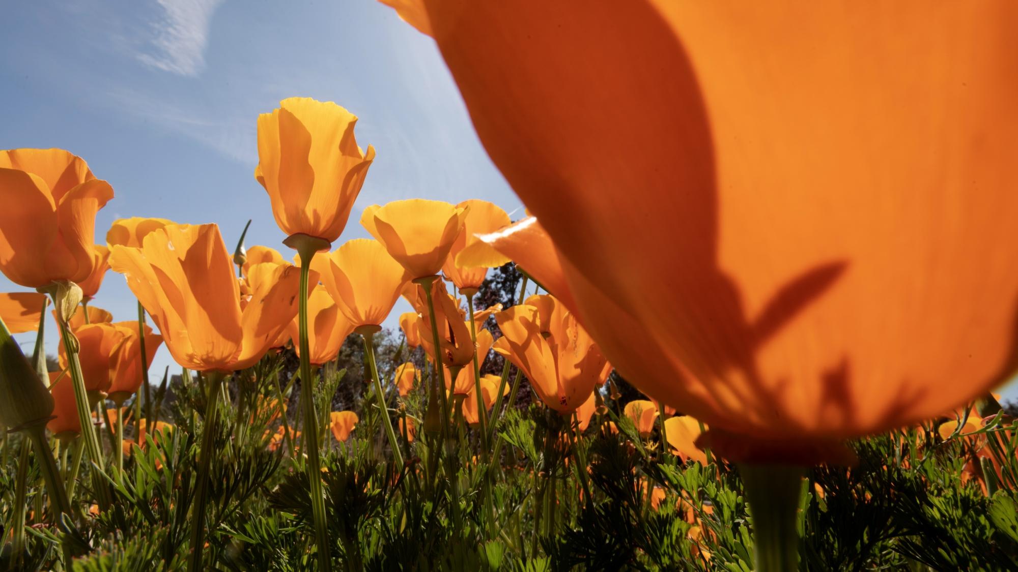 California poppies are in bloom, showing thier shades of orange, in the Arboretum.
