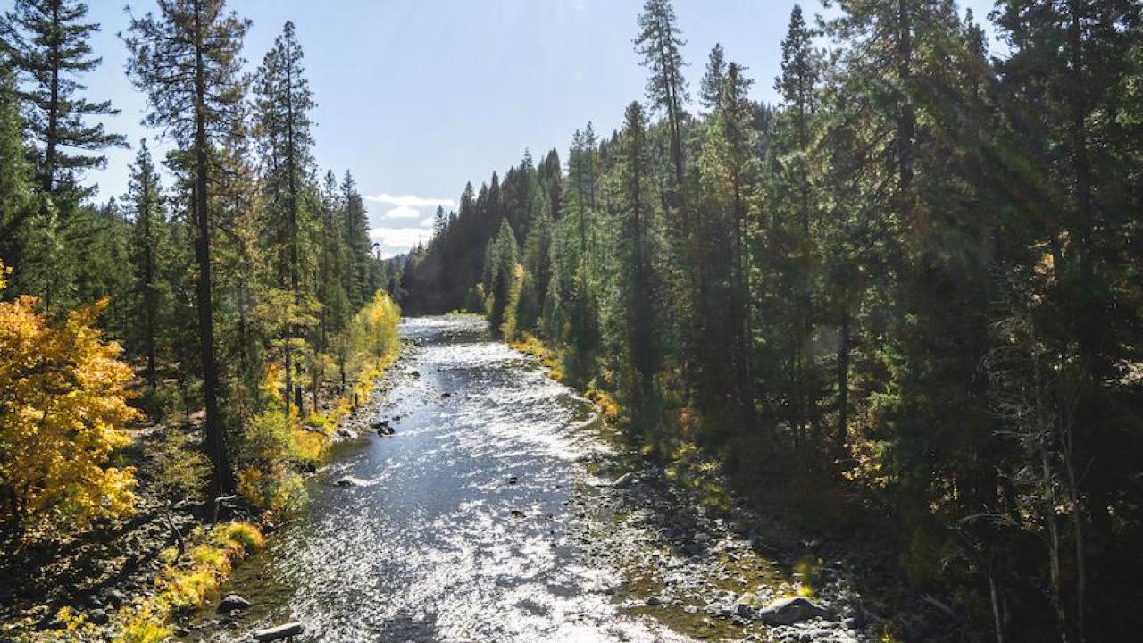 Douglas fir and mixed conifer line the Trinity River. Such forest types are expected to persist under future climate conditions in Northern California. (Getty) a view of a river surrounded by conifers and fir