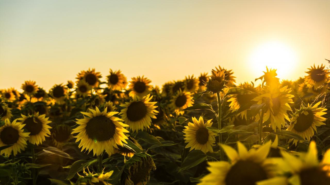 a field of sunflowers with a setting sun 