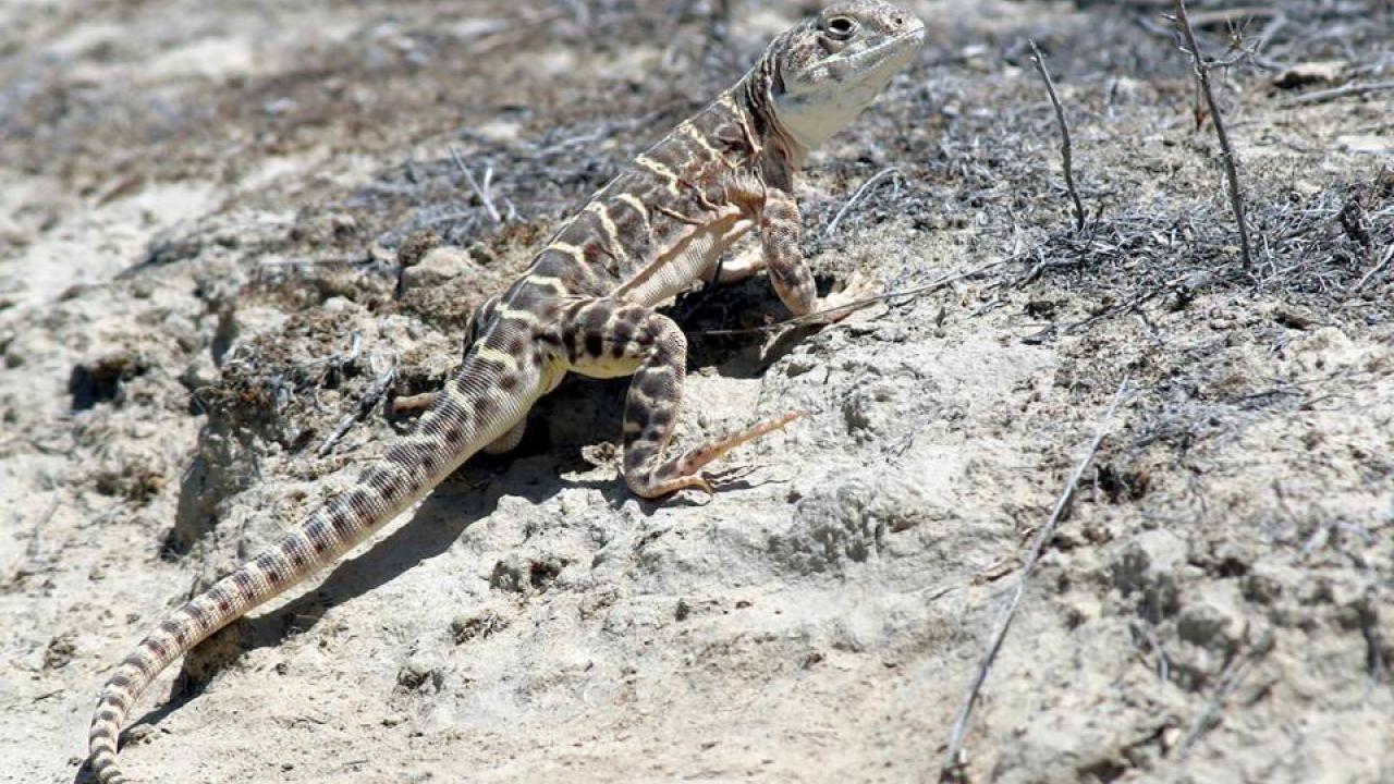 A lizard on dirt 