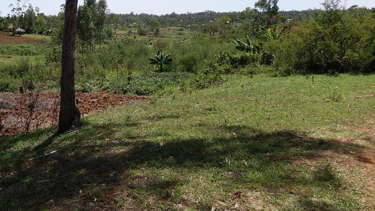 a grassy field in Kenya