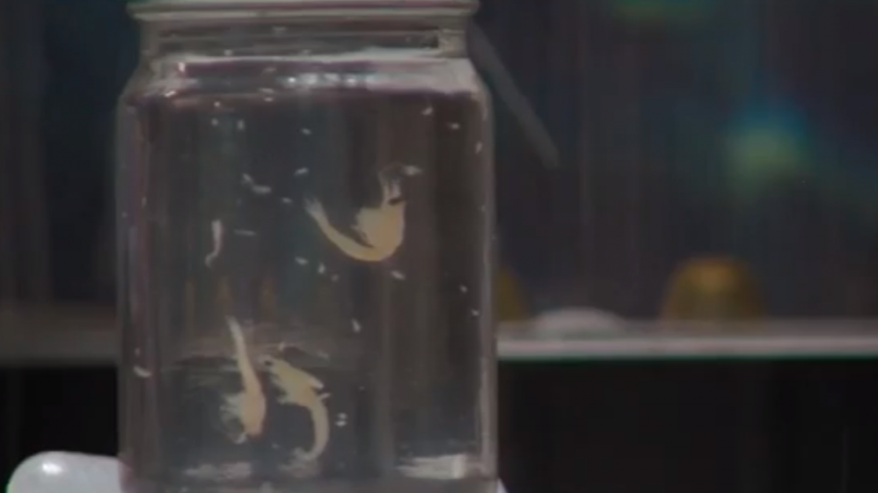 Lab sample size of mysis shrimp, an aquatic invasive species in Lake Tahoe. mysis shrimp in a glass jar