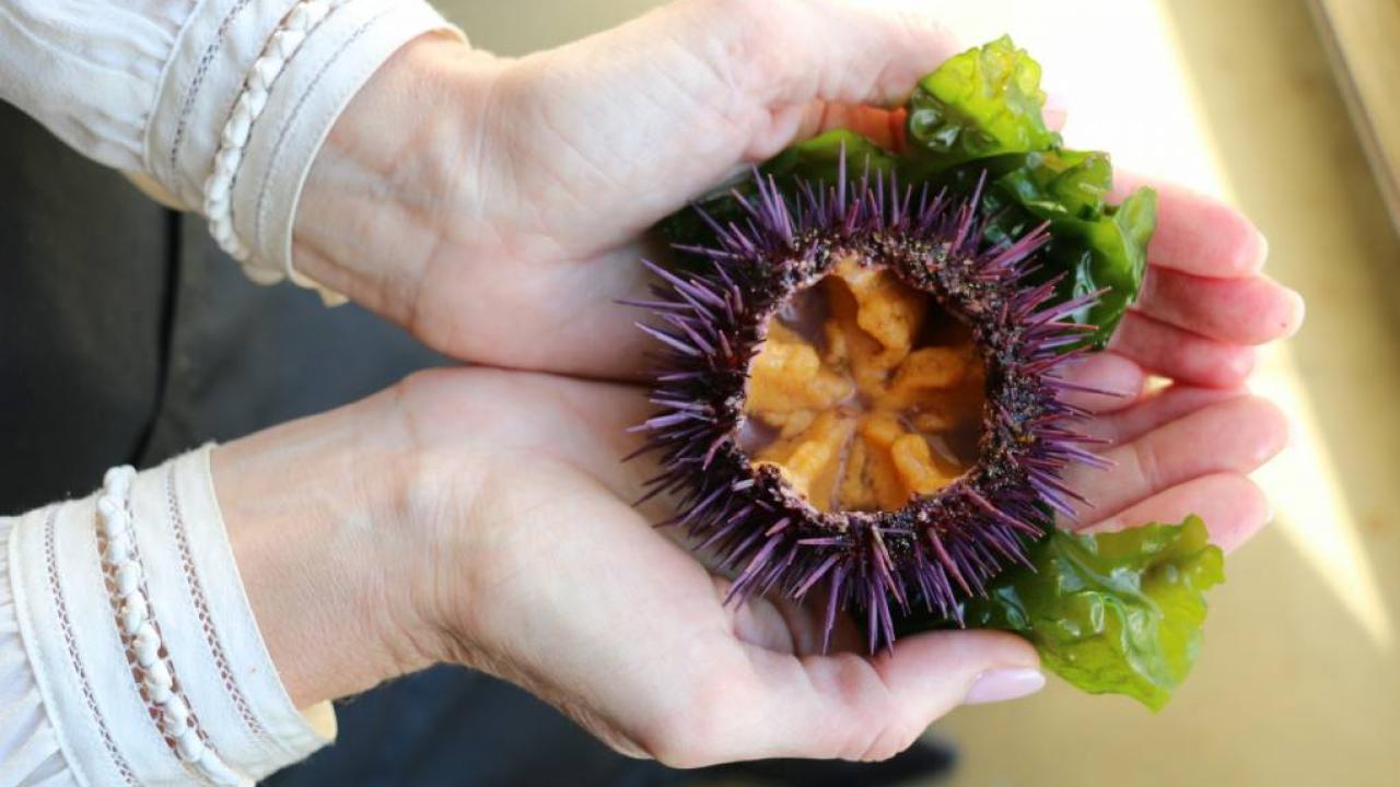 hand holding an urchin 