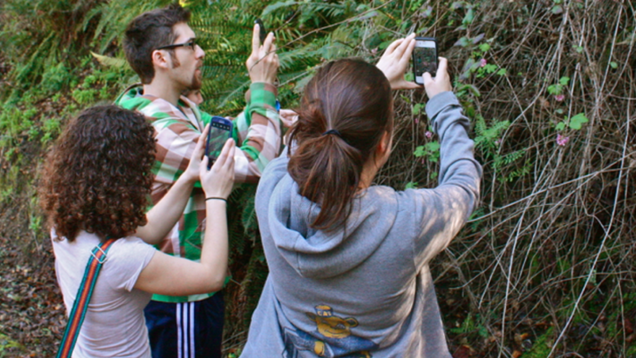 people looking at trees with a phone
