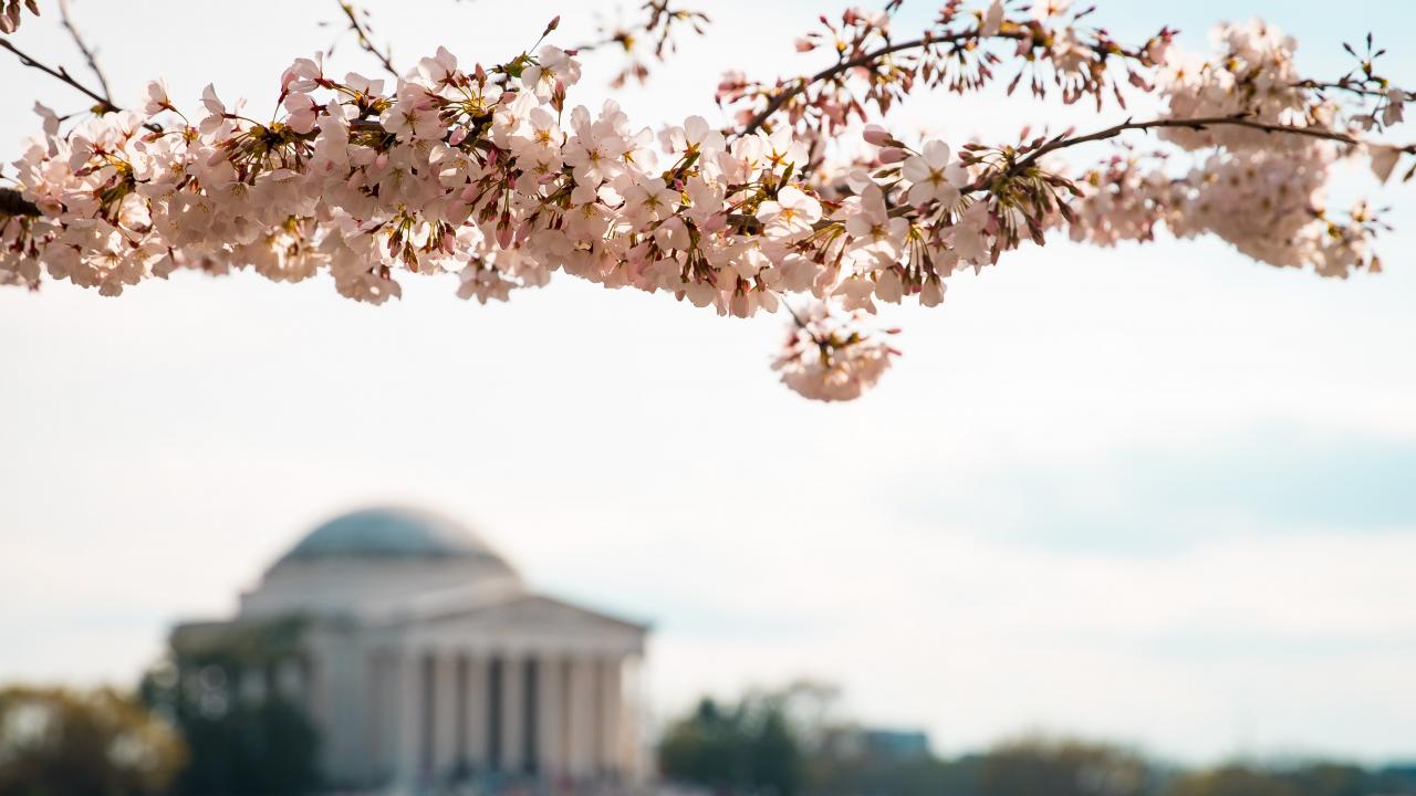 Photo by Ashton Bingham on Unsplash cherry blossoms with DC in the background