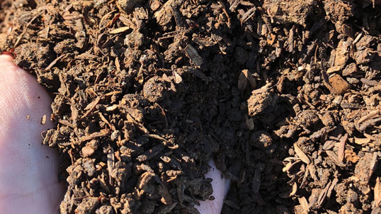 hand in compost 