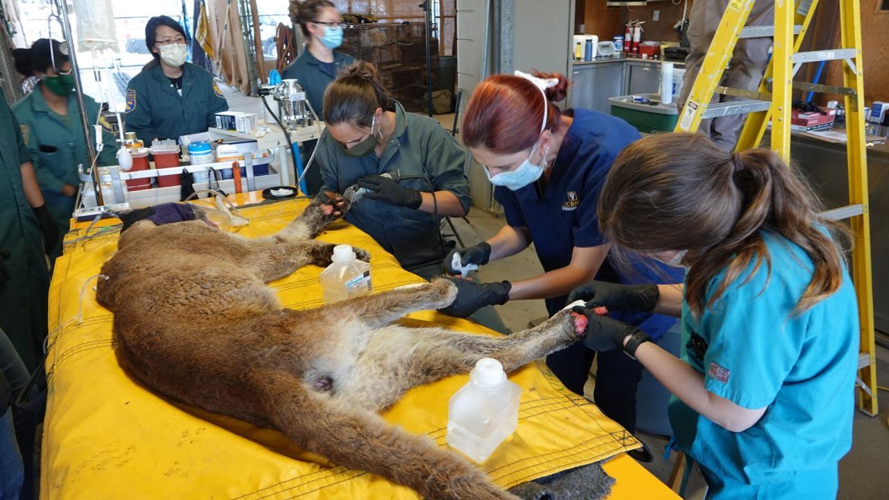 a group of women in masks and gloves treating the paws of an injured mountain lion