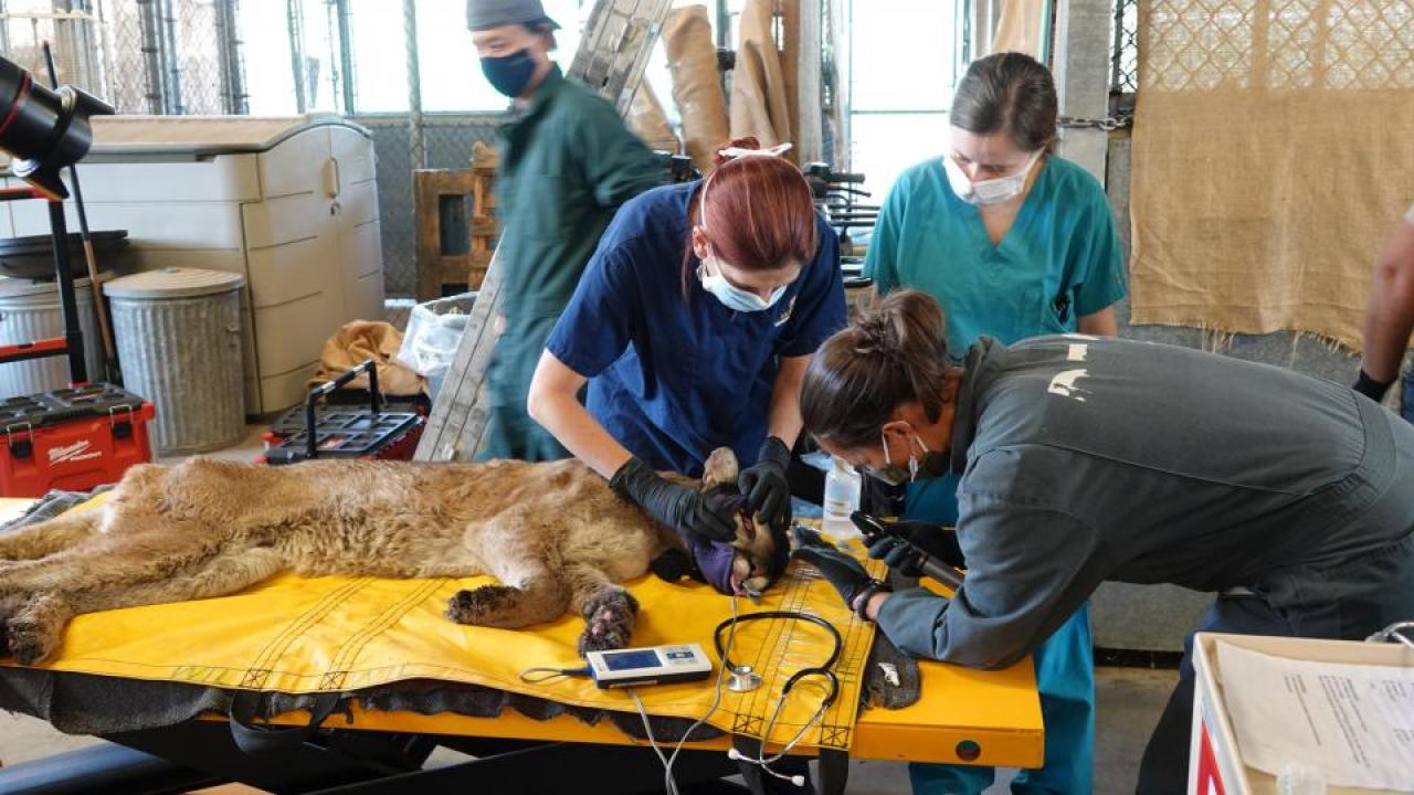 Four veterinarians examine a mountain lion with burn injuries from wildfire on an exam table.