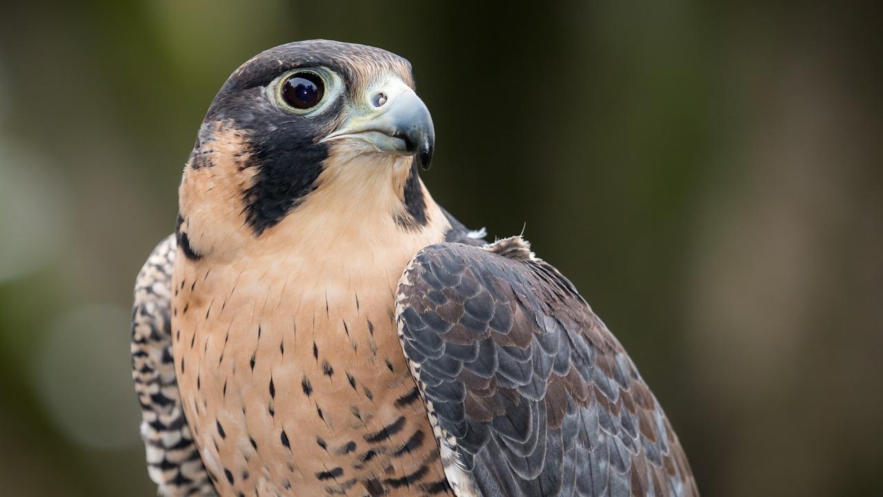 phoenix the peregrine falcon
