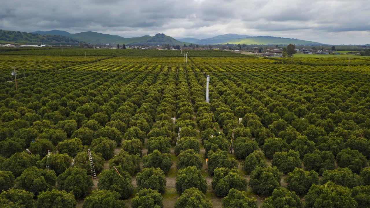 A field of fresh citrus growing in Exeter, California