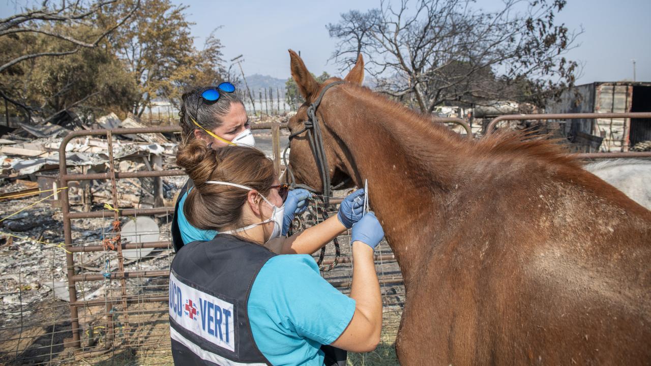 Two women in blue vests examining a horse with fire wreckage in the background