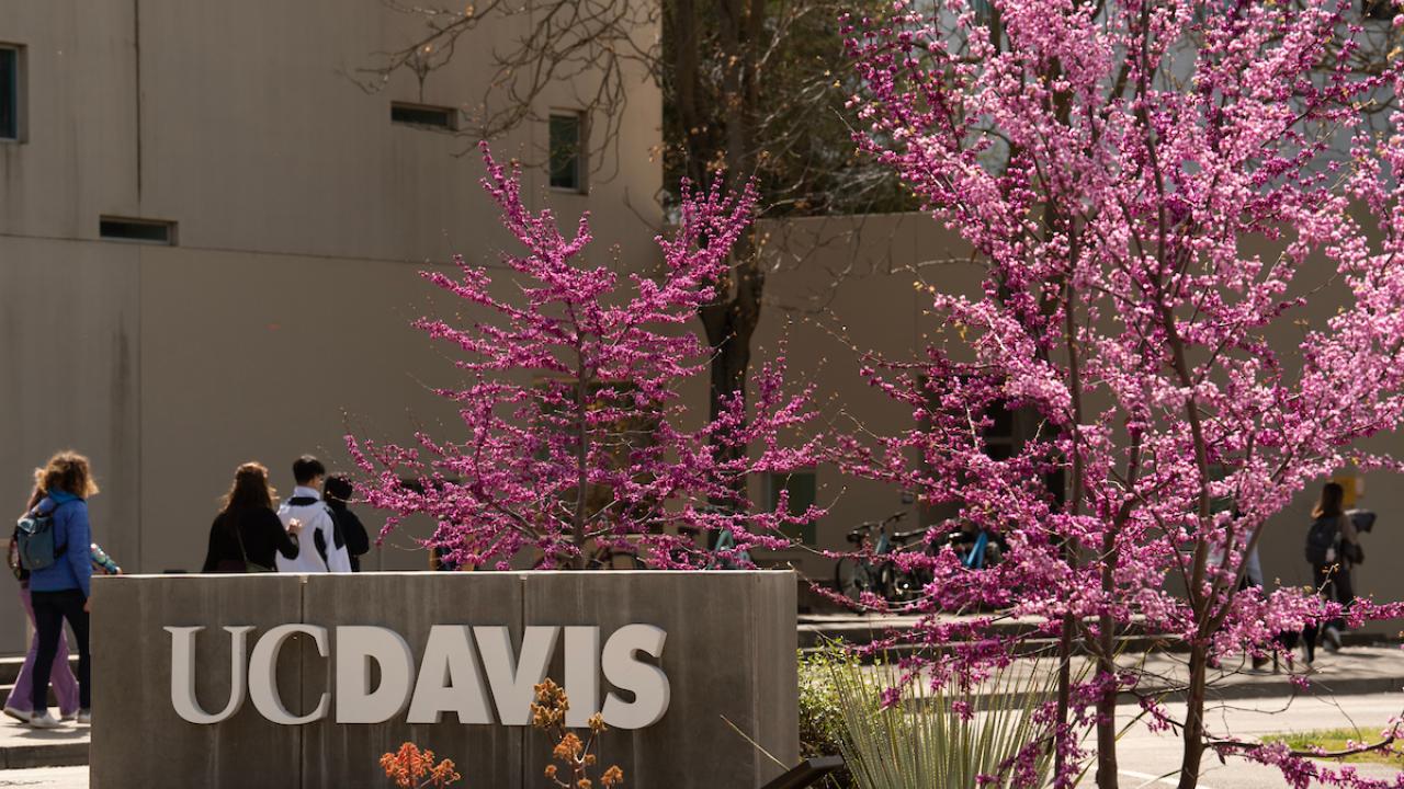 UC Davis sign next to trees with pink flowers