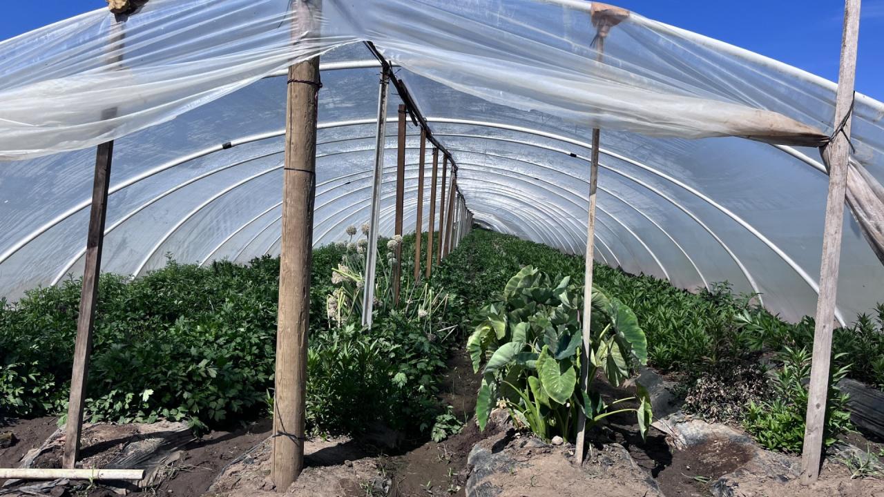 Perspective view of a garden under a roof