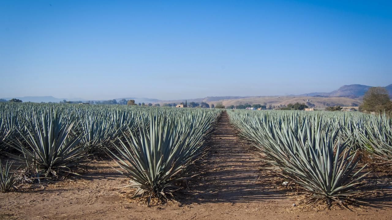 Rows of agave outside