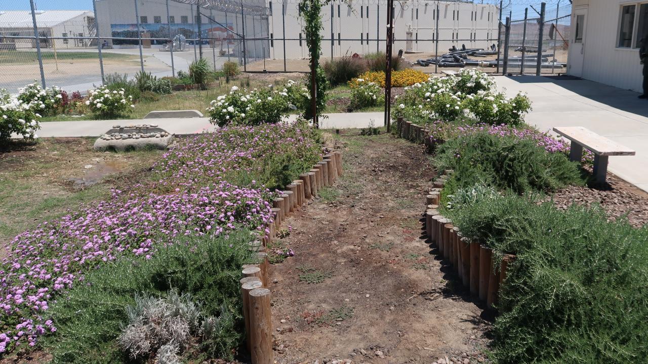 A garden area with a dirt path running down the center, bordered by wooden edging and lush plants. On either side of the path, there are purple and white flowers, along with green shrubs. A concrete bench sits to the right, and a fenced area with barbed wire is visible in the background, along with buildings and outdoor equipment.