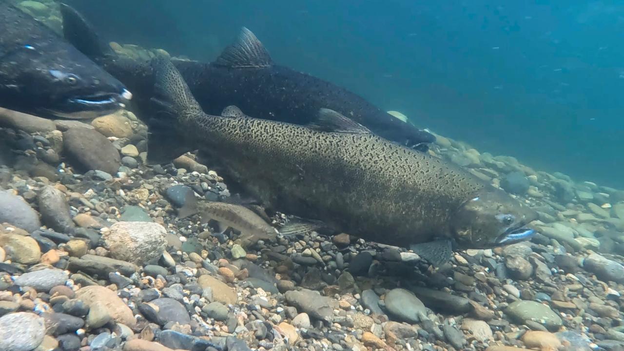Underwater image showing a group of salmon, swimming above a riverbed covered in multicolored pebbles and stones. The water appears clear, and sunlight filters through, illuminating the fish and the riverbed.