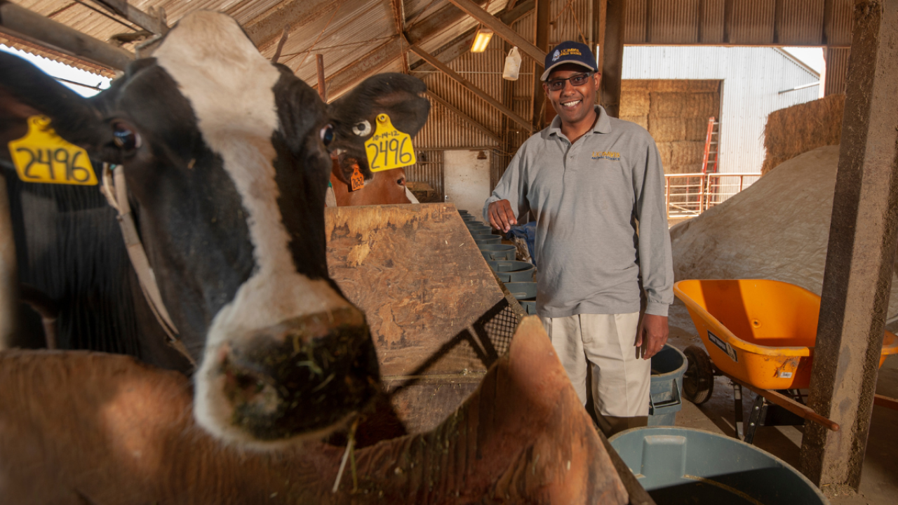 Man wearing a UC Davis Animal Science cap and Animal Science shirt smiles next to a cow who is pictured close up