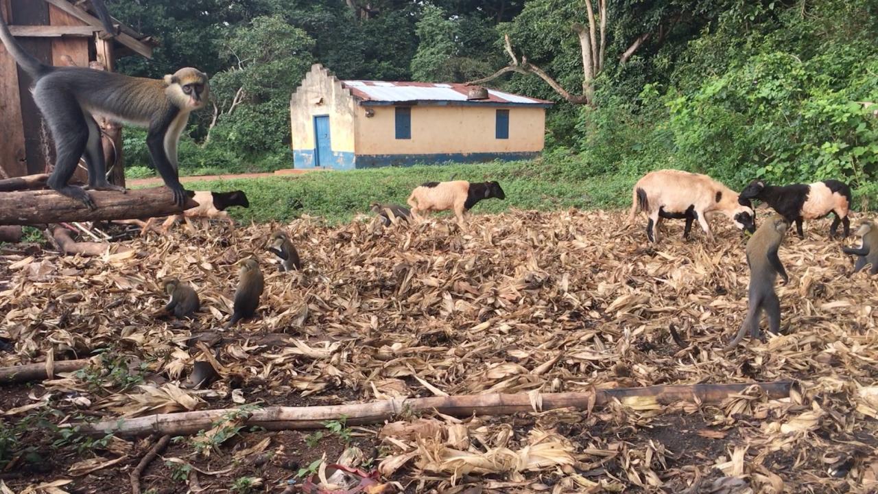 monkeys and sheep grazing outside of a structure in Ghana