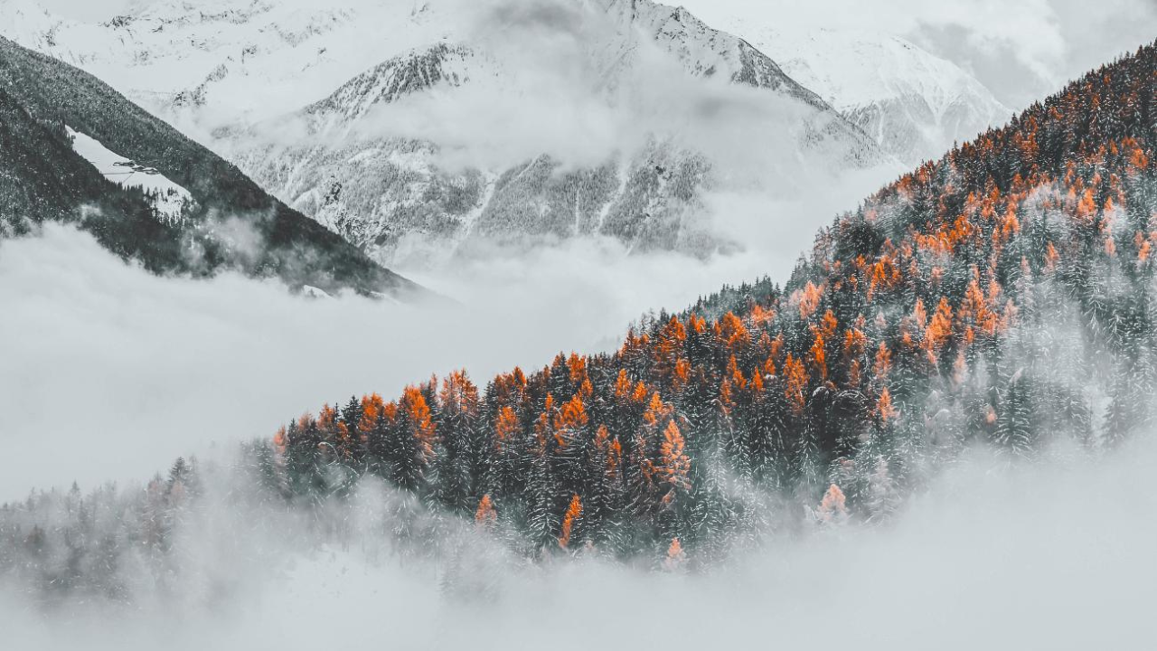 Black and white photo of mountains covered by fog with pine trees that has the color red at the tip of each pine tree
