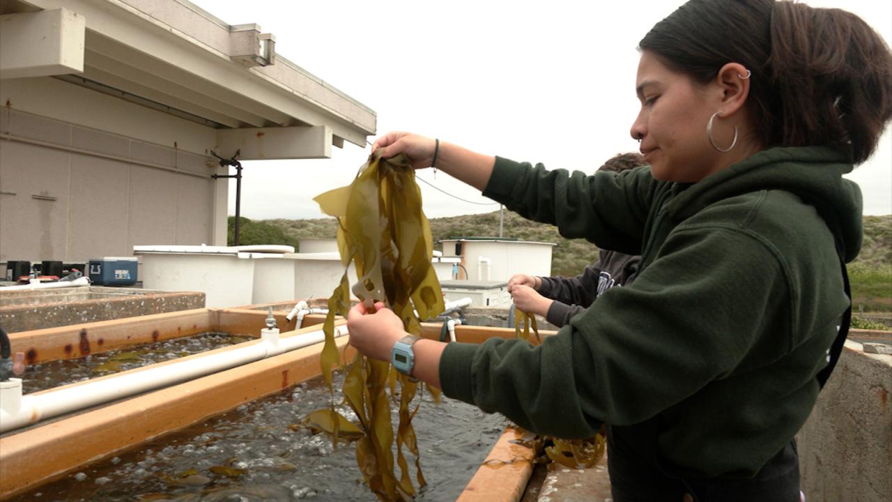 Woman holding kelp in order to give it a “haircut”
