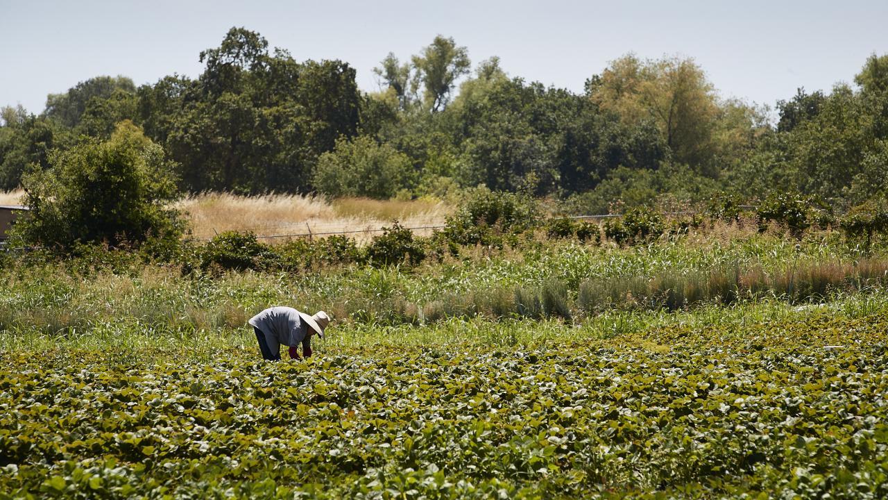 A woman bends over in a field of strawberries in Knights Landing, CA