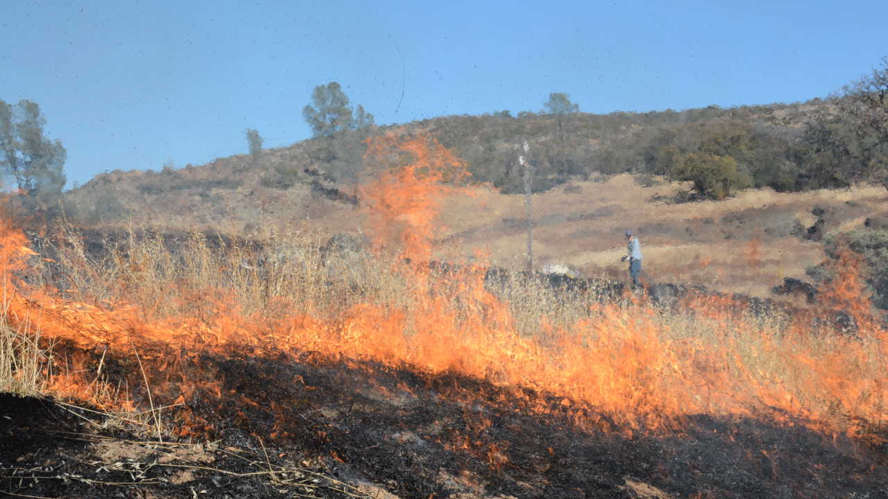 Prescribed burn depicted at a natural reserve