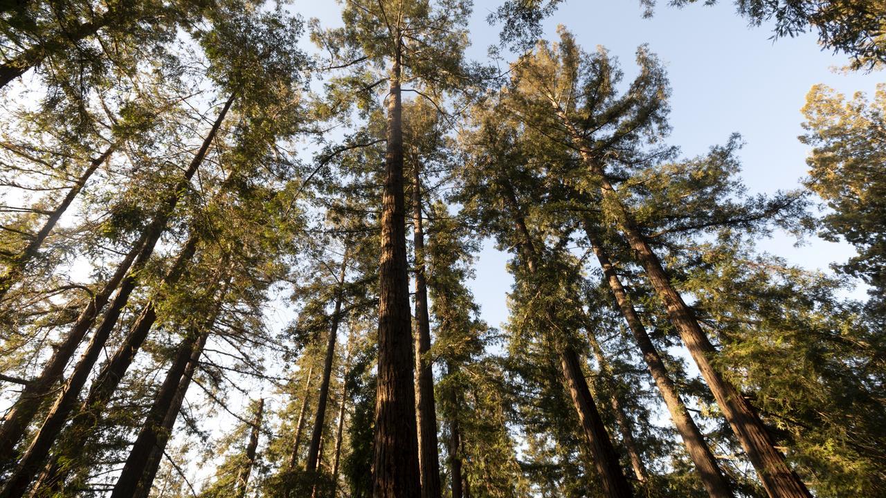 Redwood trees photographed from below looking up toward the sky