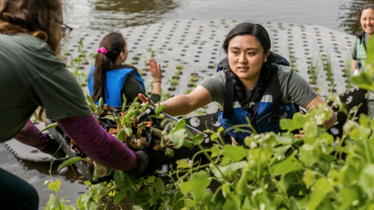 Students in the Arboretum on a floating island reaching for plants