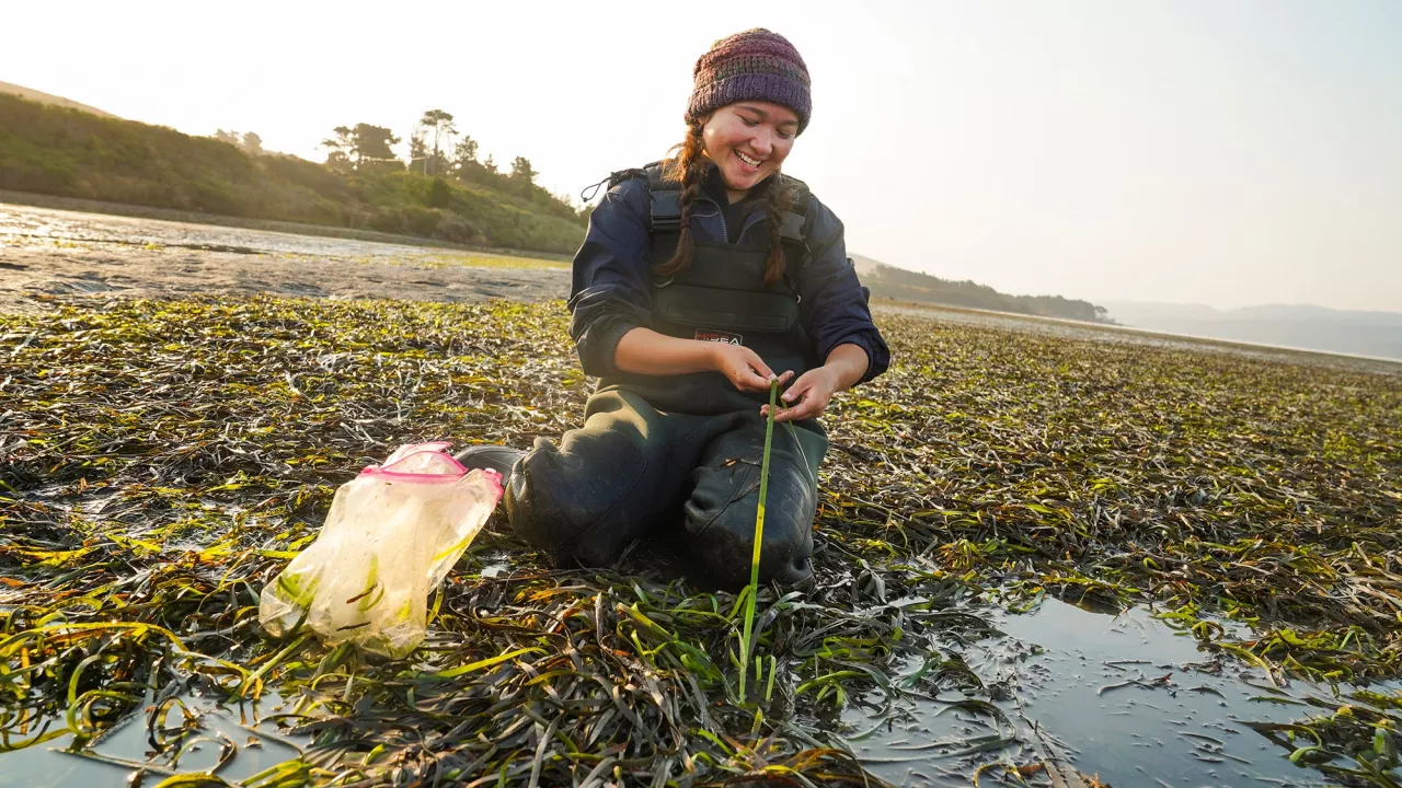 Undergraduate student examines eelgrass outside in Tomales Bay.