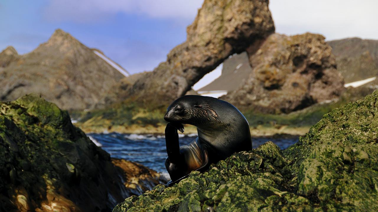 a seal grooming near a body of water