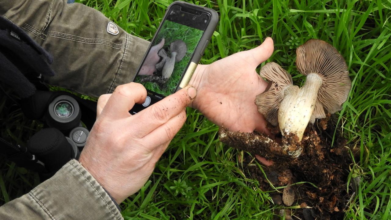 a man looking at mushrooms through a smartphone app