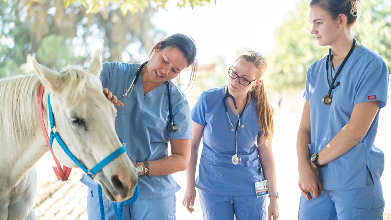 three women wearing blue scrubs and stethoscopes around their necks look at a horse