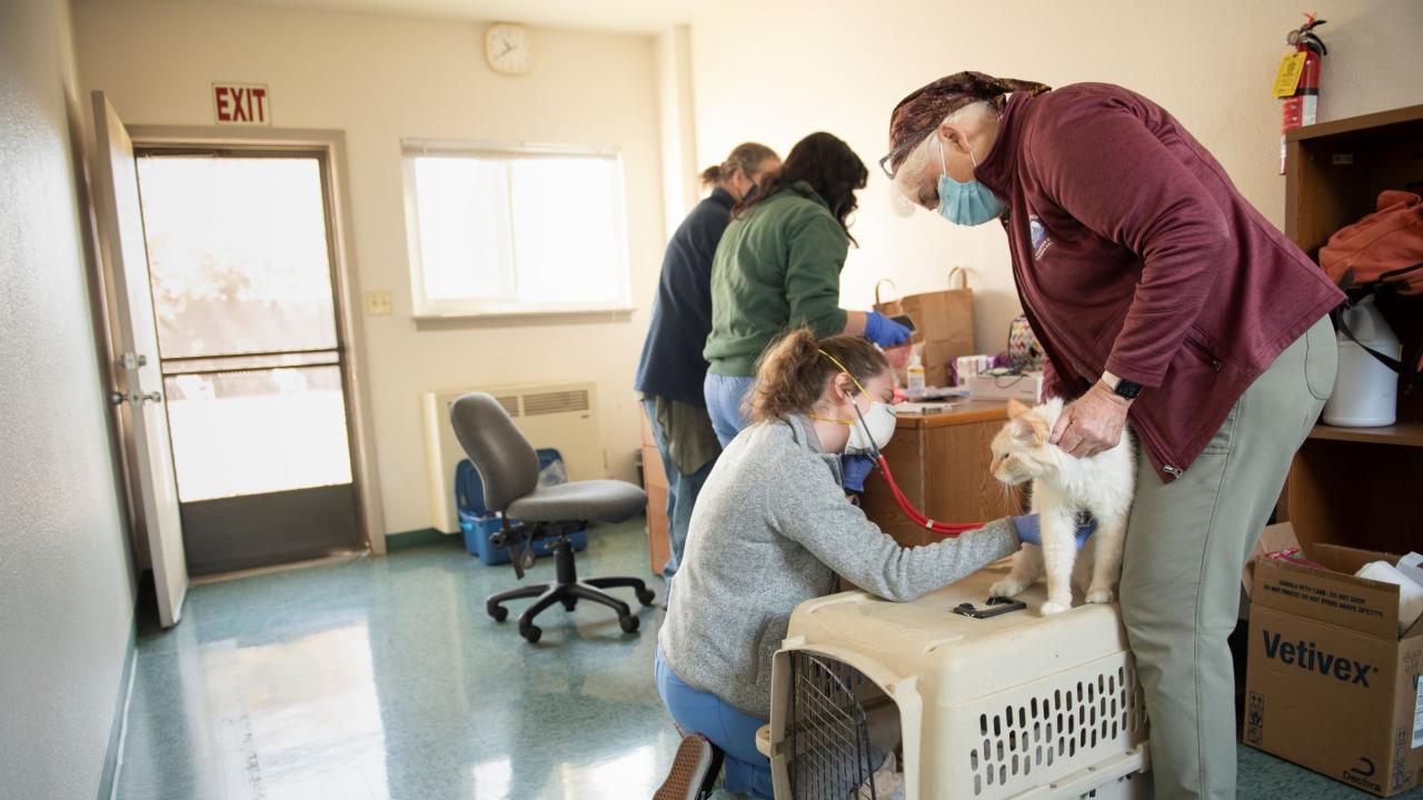 a woman in a mask examining a cat standing on top of a crate