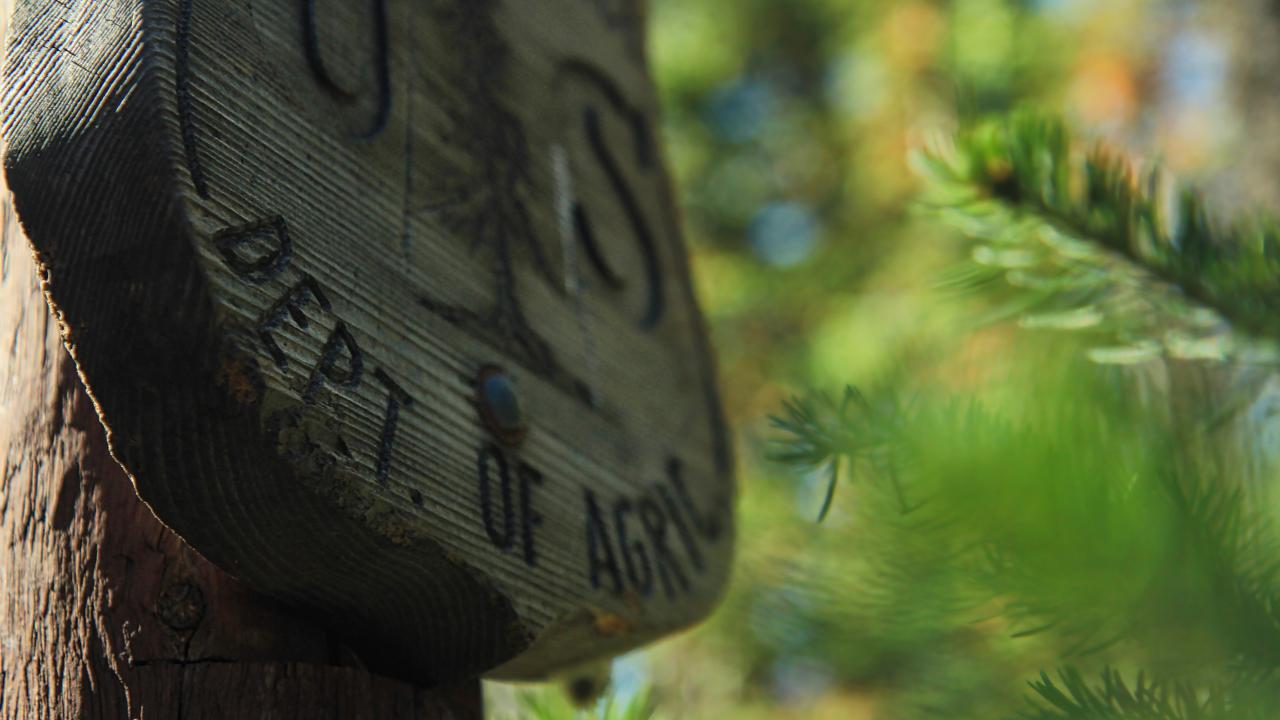 obscured view of trees and a wooden sign