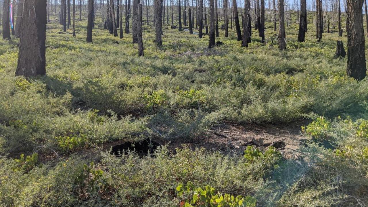 a forest with tall grass and sparse tree coverage