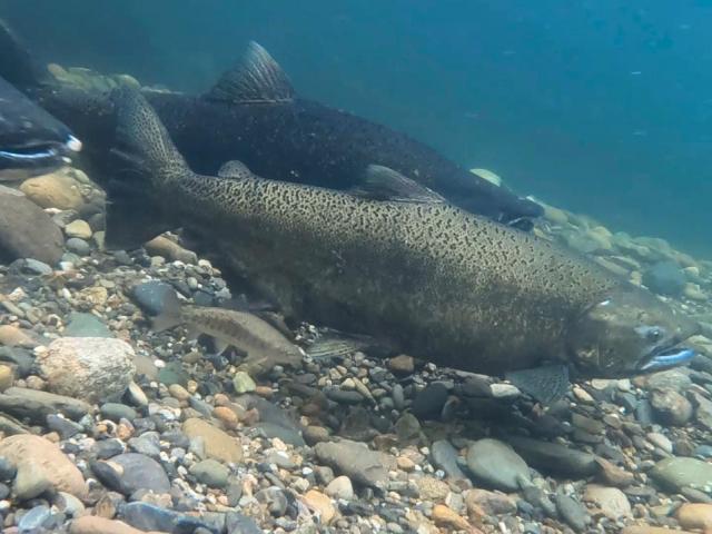 Underwater image showing a group of salmon, swimming above a riverbed covered in multicolored pebbles and stones. The water appears clear, and sunlight filters through, illuminating the fish and the riverbed.