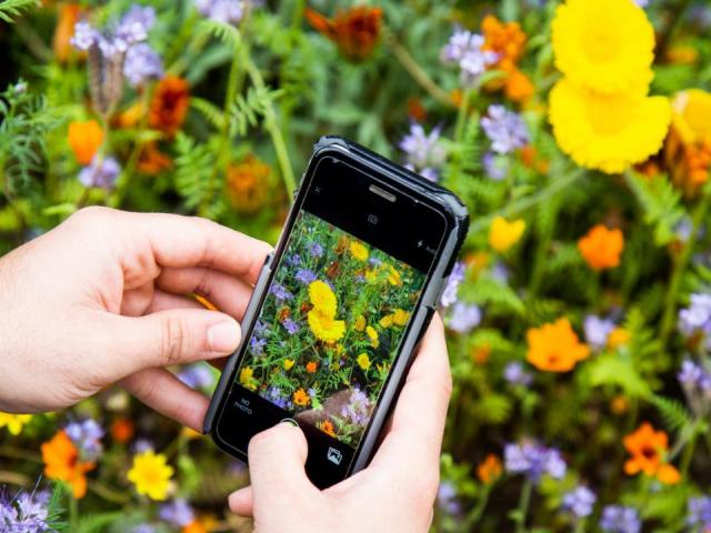 During the City Nature Challenge, nature enthusiasts are encouraged to log flora and fauna finds on the app iNaturalist, a data collection tool and wildlife pocket repository. David Slipher/UC Davis