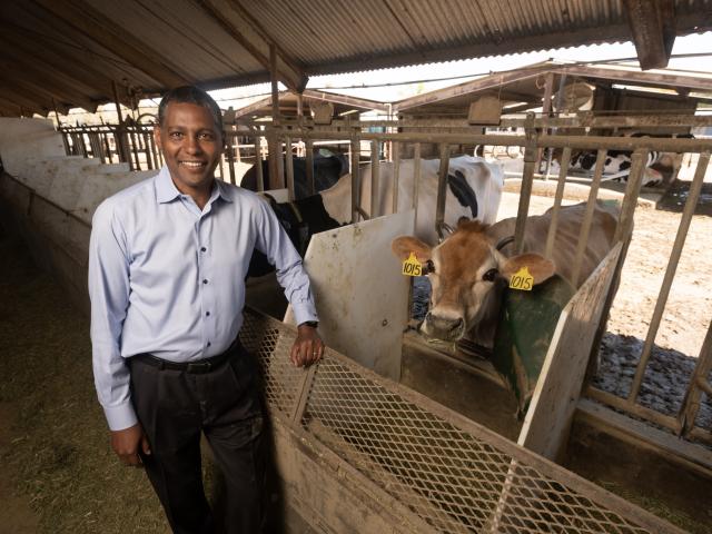 Man standing in the cow dairy facilities smiling next to a cow