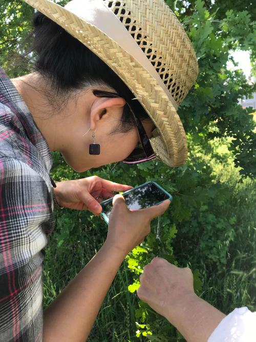a woman in a straw hat looking at oak leaves through a smartphone app