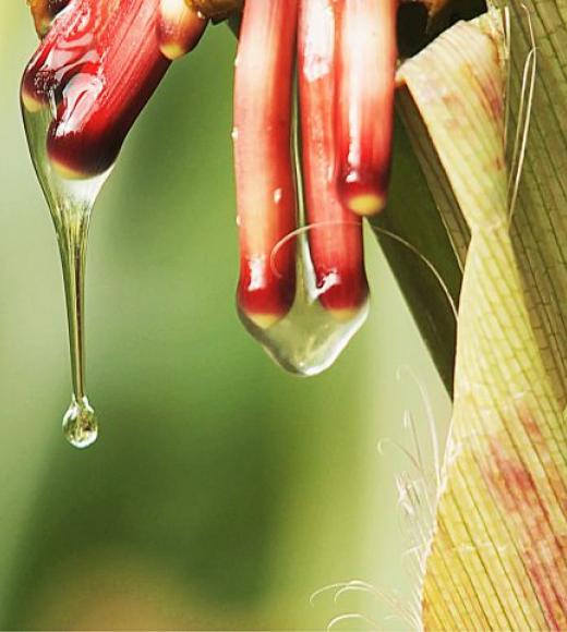 Sugar-rich mucilage, a gel-like substance, found in an indigenous corn from the Sierra Mixe region supports nitrogen fixation. (photo: Mars, Incorporated)